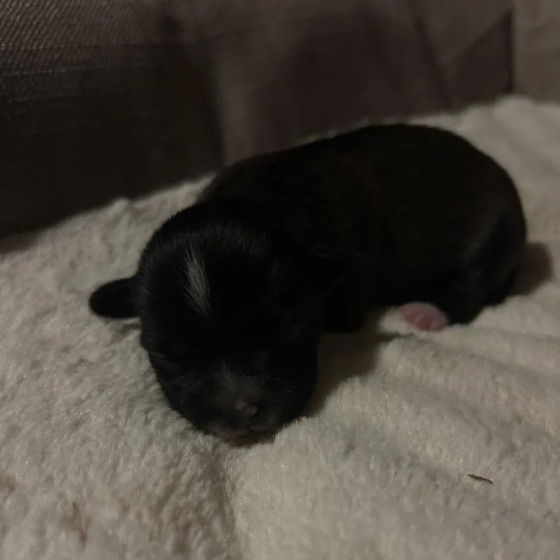 A baby small-sized female Chihuahua dog named Minnie for adoption in Ferndale, WA