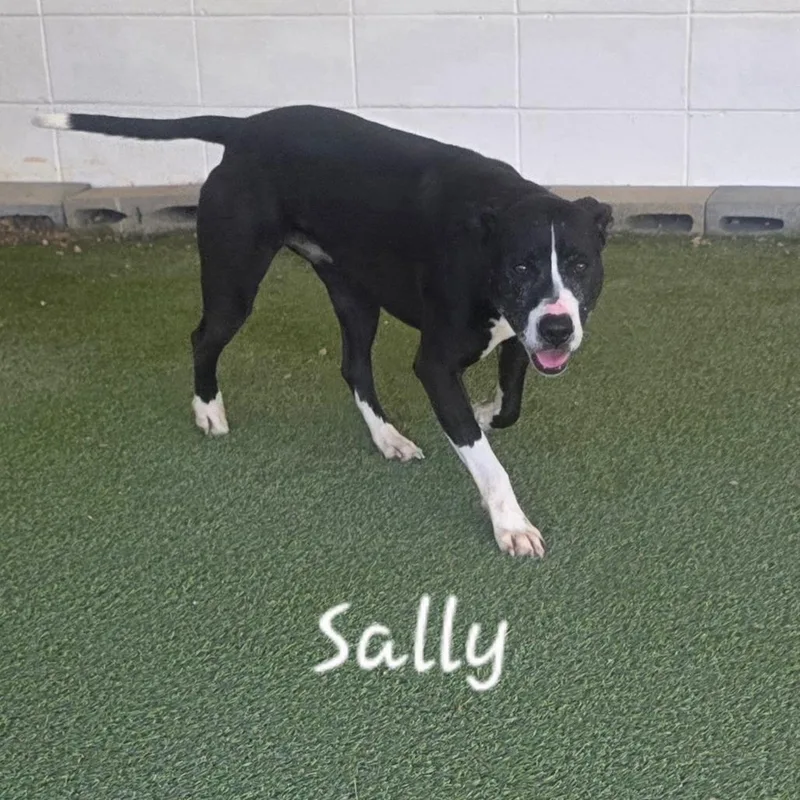 Sally thumbnail 4