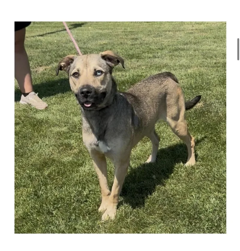 A young large-sized female Husky dog named Katty for adoption
