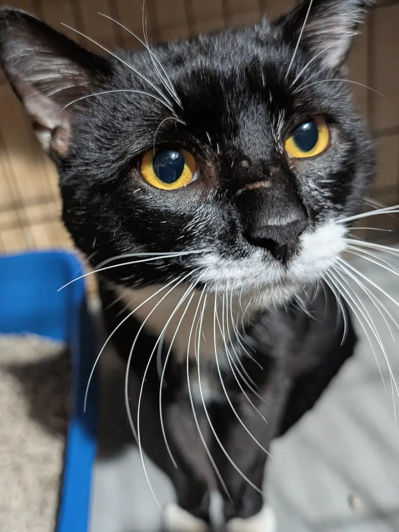 An adult medium-sized male Black & White / Tuxedo Domestic Short Hair cat named Iggy for adoption in Ridgewood, NY