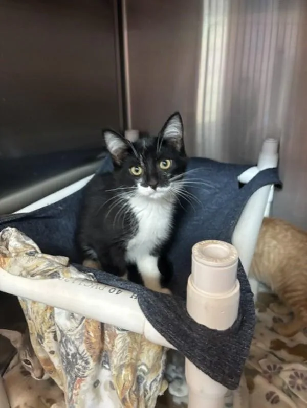 A baby small-sized female Domestic Short Hair cat named Loki for adoption in Santa Rosa, CA