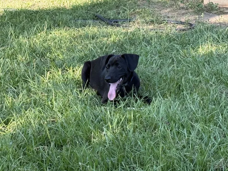 A baby medium-sized male Mixed Breed dog named Pumpkin for adoption in Florence, SC