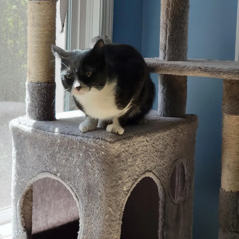 Jingles