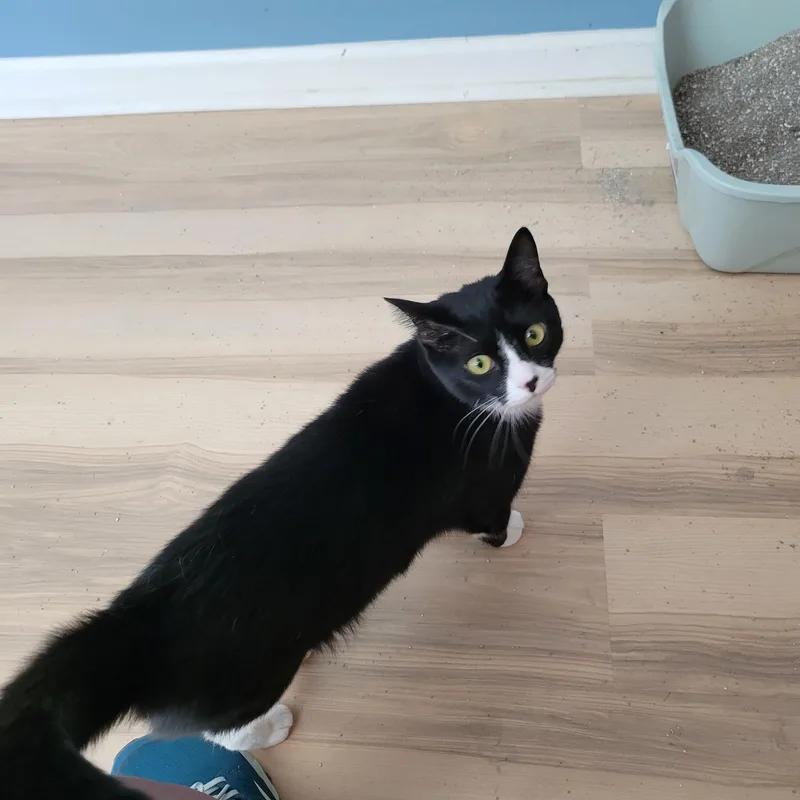 Jingles thumbnail 3