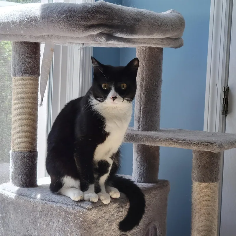Jingles thumbnail 5