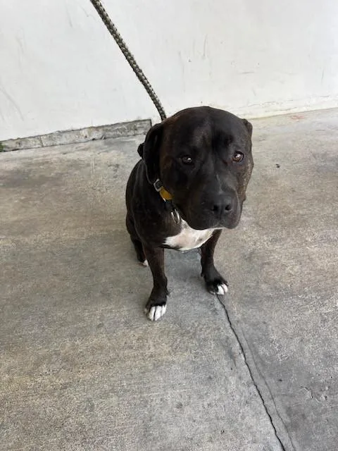 An adult large-sized male Pit Bull Terrier dog named Enzo for adoption in Miami, FL