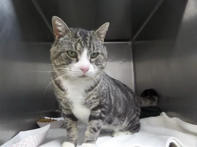 An adult large-sized male Domestic Short Hair cat named Chandler for adoption in Augusta, GA