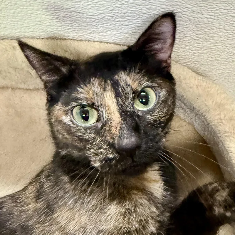 An adult medium-sized female Domestic Short Hair cat named Janet for adoption in Springfield, VT