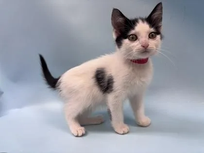 A baby small-sized female Domestic Short Hair cat named Milk Tea for adoption in Woodbury, MN
