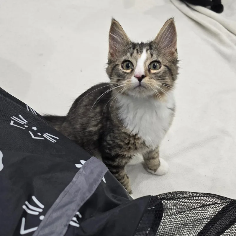 A baby small-sized female Domestic Medium Hair cat named Gwen for adoption in Fairmont, WV