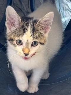 A baby small-sized male Tiger cat named Quesadilla for adoption in Sidney, OH