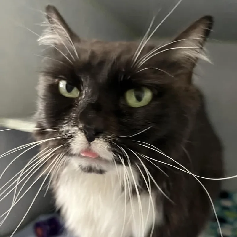Ms. Nigel thumbnail 2