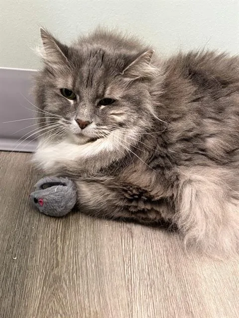 A senior small-sized female Domestic Short Hair cat named Missee for adoption in Westminster, MD
