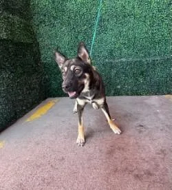 An adult large-sized female Black Siberian Husky dog named 61115583 for adoption in El Paso, TX