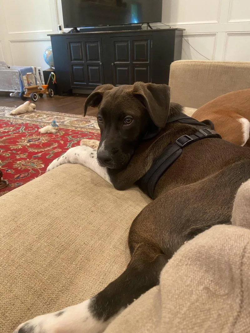 Waylon