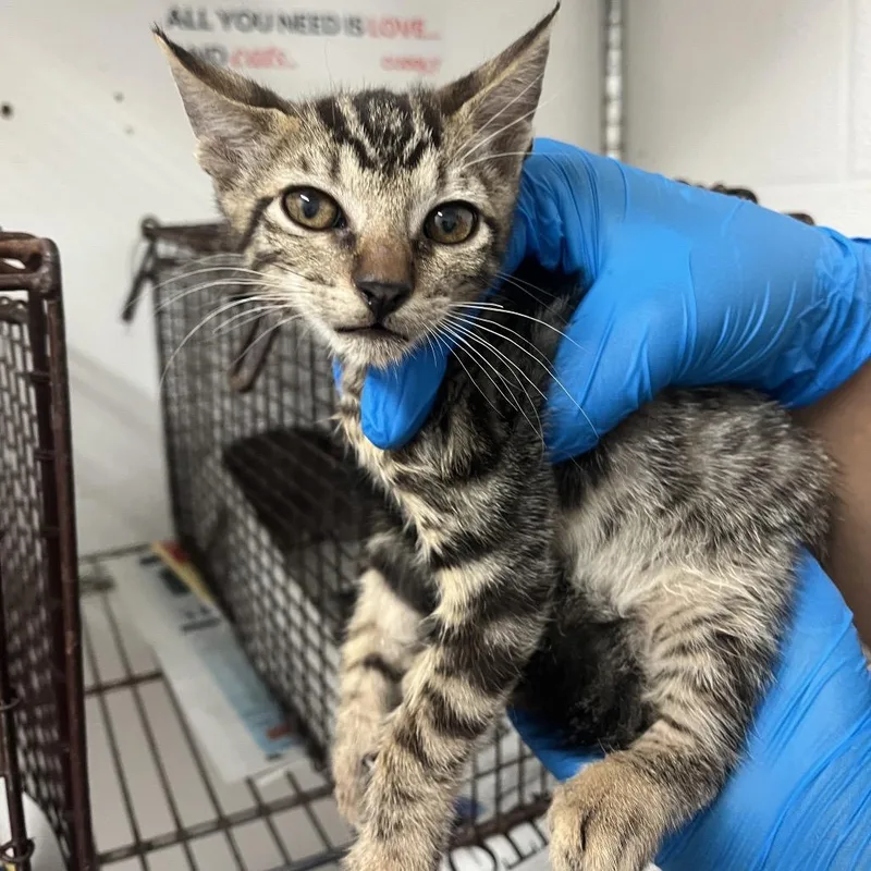 A baby small-sized male Brown / Chocolate Domestic Short Hair cat named Tubbs for adoption in Edinburg, TX