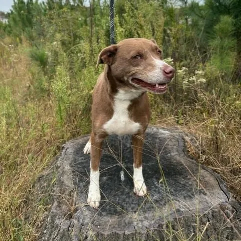 A young medium-sized female Apricot / Beige Labrador Retriever dog named Rosalita for adoption in Williston, VT