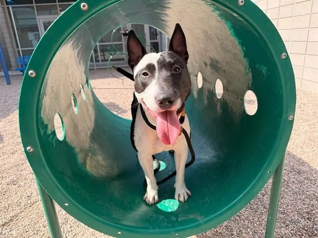 A young large-sized male Bull Terrier dog named Thor for adoption in Mesa, AZ