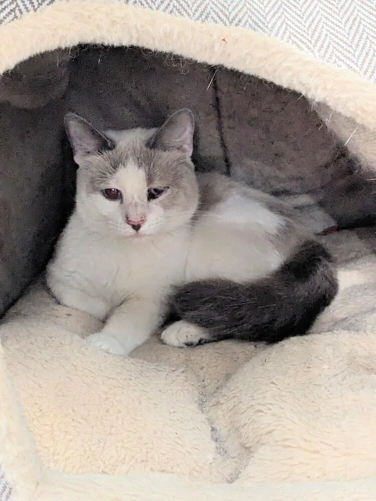 Snowball