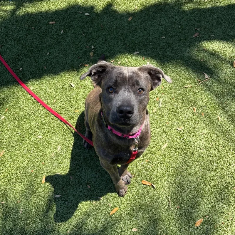 An adult medium-sized female Gray / Blue / Silver Mixed Breed dog named Sunny for adoption in Sarasota, FL