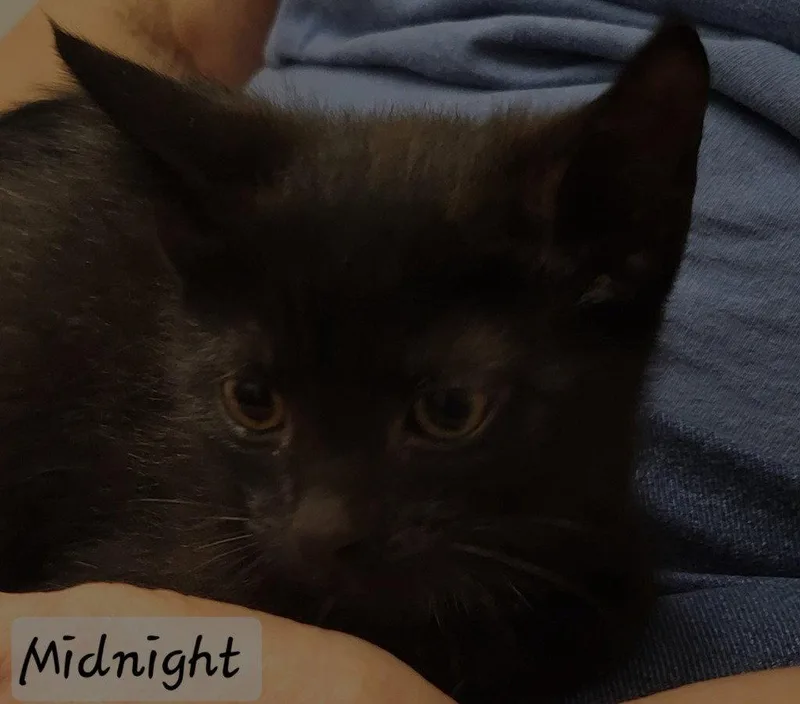 A baby small-sized male Black Domestic Short Hair cat named Midnight for adoption in Ellijay, GA