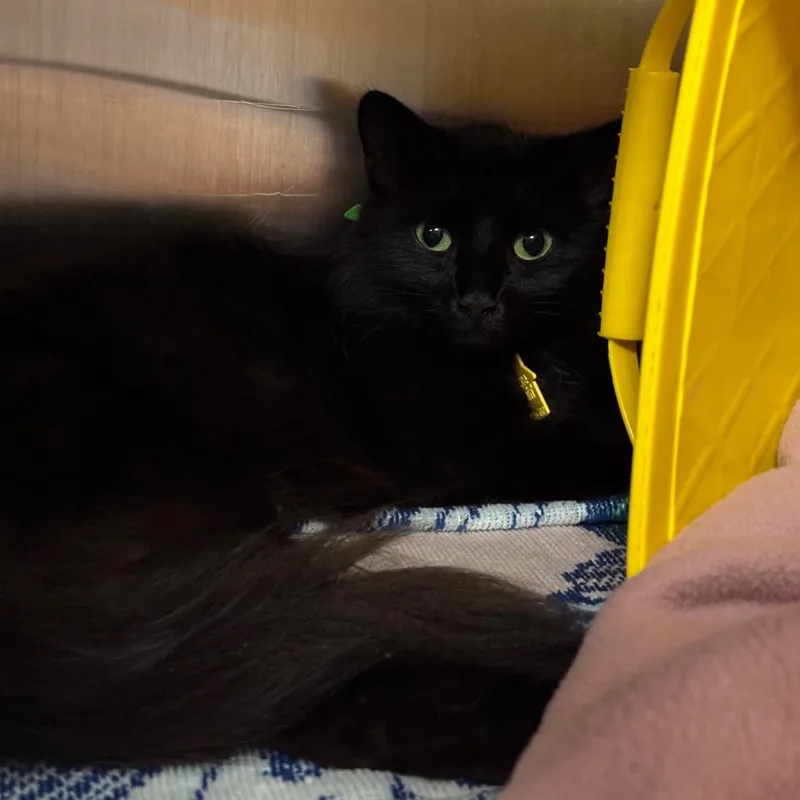 An adult medium-sized female Black Domestic Medium Hair cat named Speed Queen for adoption in Springfield, MA