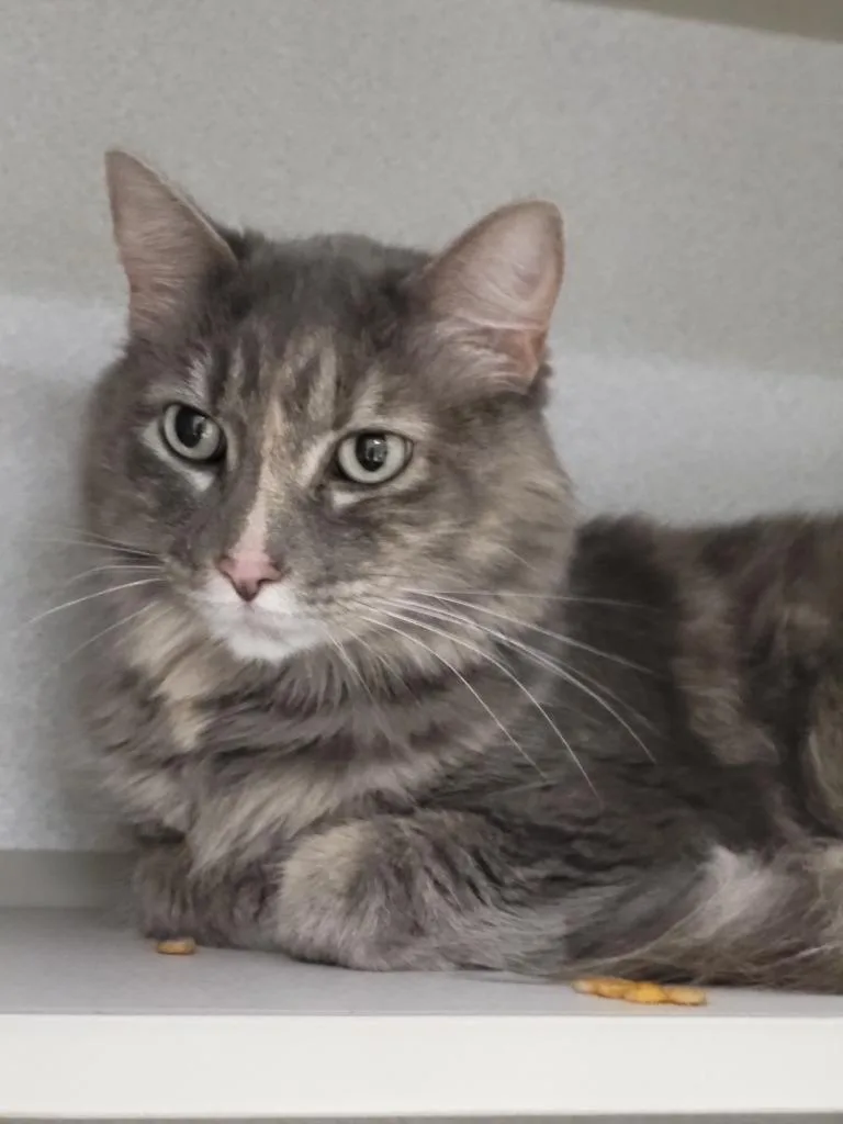 A senior medium-sized female Domestic Long Hair cat named Elora for adoption in Bloomington, IN
