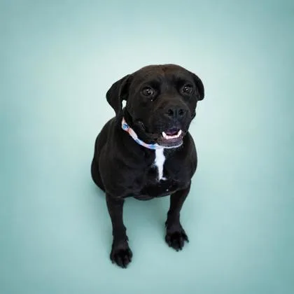 An adult large-sized female Labrador Retriever dog named Ember for adoption in Bowling Green, KY