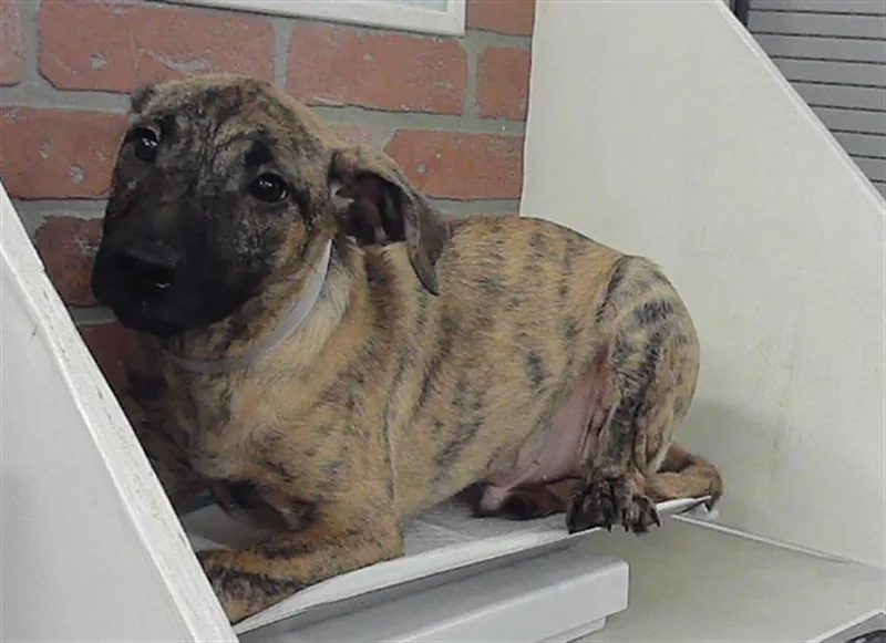 A baby small-sized male Labrador Retriever dog named Maddox for adoption in Houston, TX