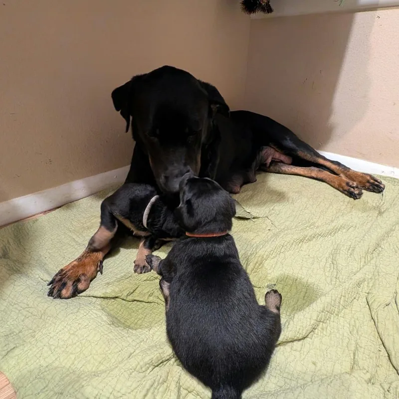 An adult large-sized female Black Rottweiler dog named Lauryn for adoption in Bentonville, AR