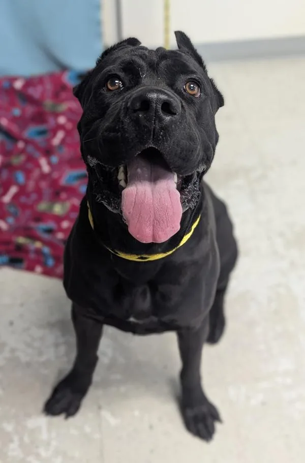 A young large-sized male Cane Corso dog named Sarge for adoption in Salt Lake City, UT