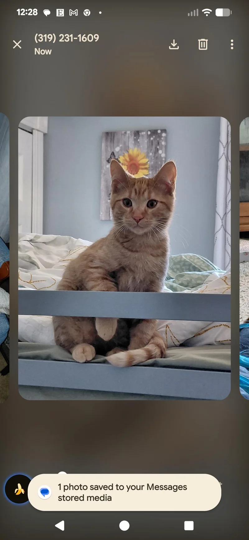 An adult large-sized male Orange & White Domestic Short Hair cat named Gary for adoption in Waterloo, IA