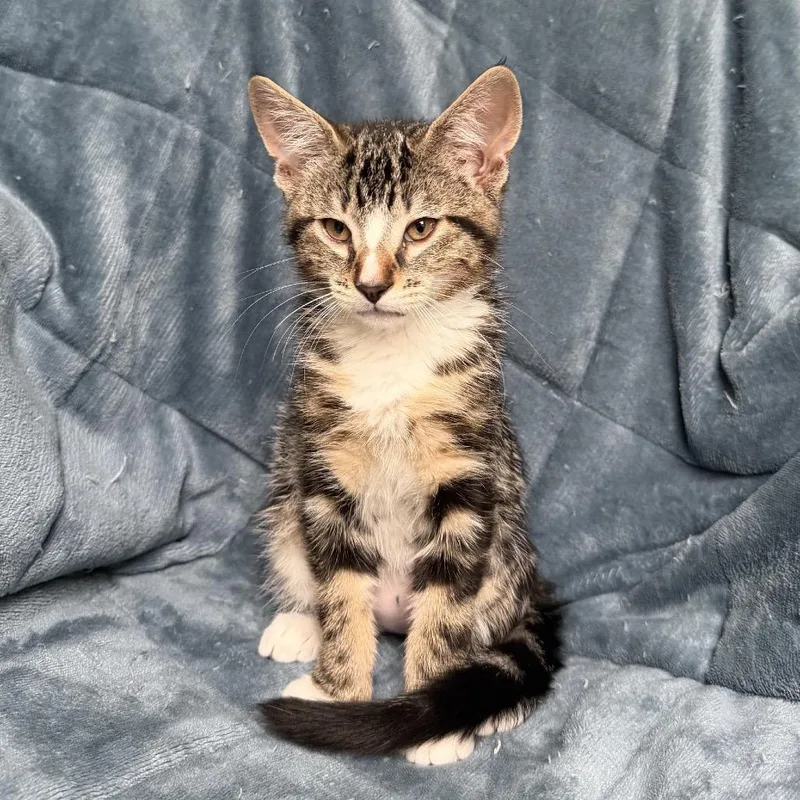 A baby small-sized male Black Domestic Short Hair cat named Iggy for adoption in Ashland, OR
