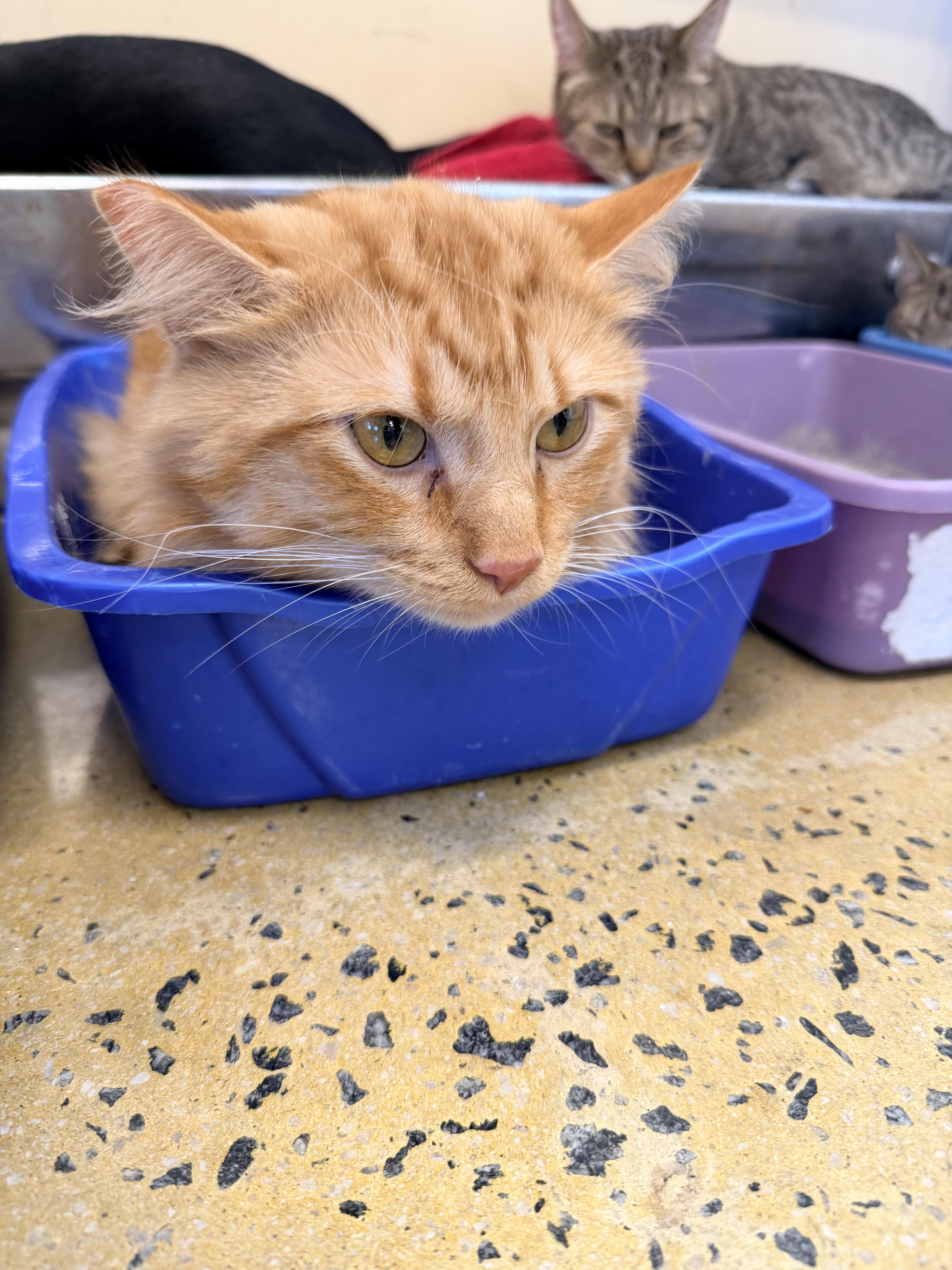 An adult medium-sized male Tabby (Orange / Red) Domestic Short Hair cat named Flint for adoption in Powder Springs, GA