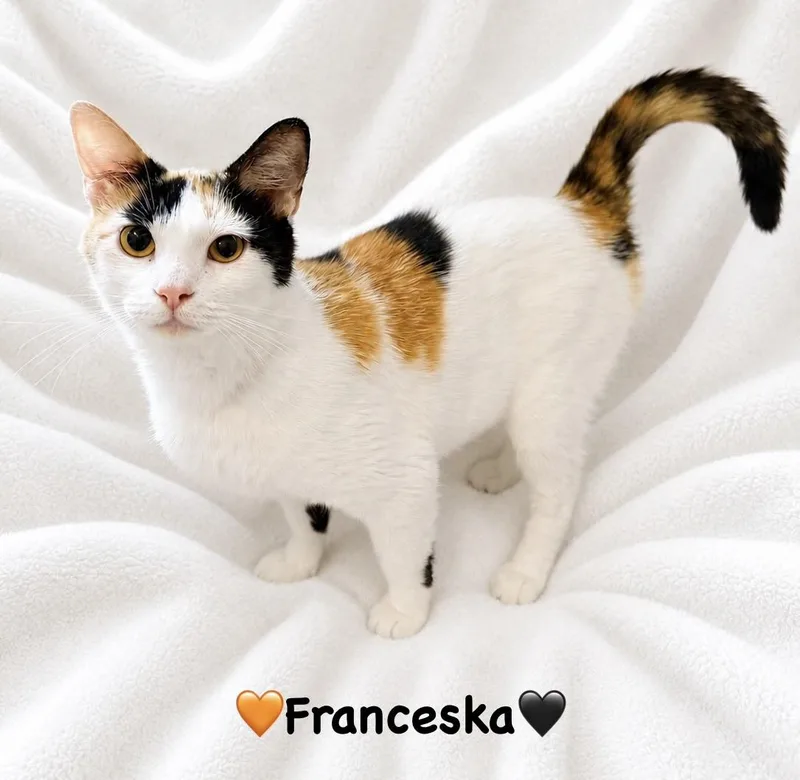A young medium-sized female Calico cat named Franceska for adoption in Copley, OH