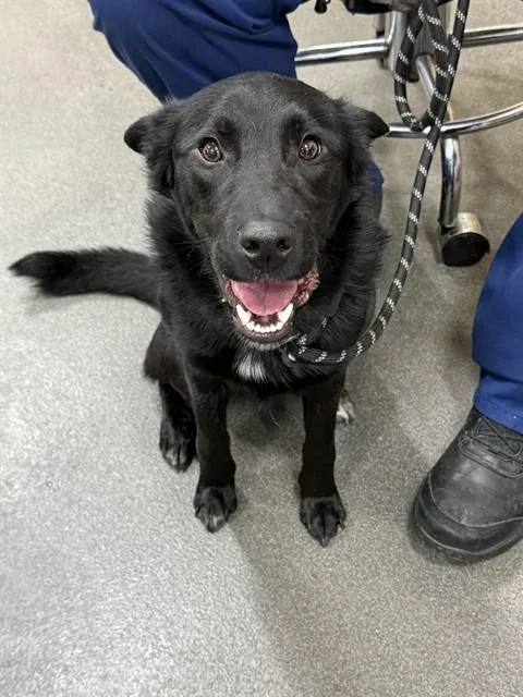 An adult medium-sized male German Shepherd Dog dog named Ben for adoption in Upper Marlboro, MD