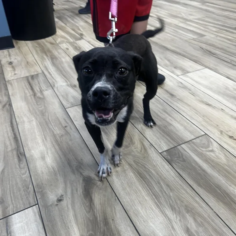 A young small-sized female Black Pit Bull Terrier dog named Emmy for adoption in Newark, NJ