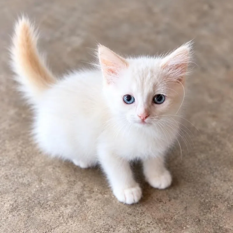 A baby medium-sized female White Domestic Short Hair cat named Cherry for adoption in Cranston, RI