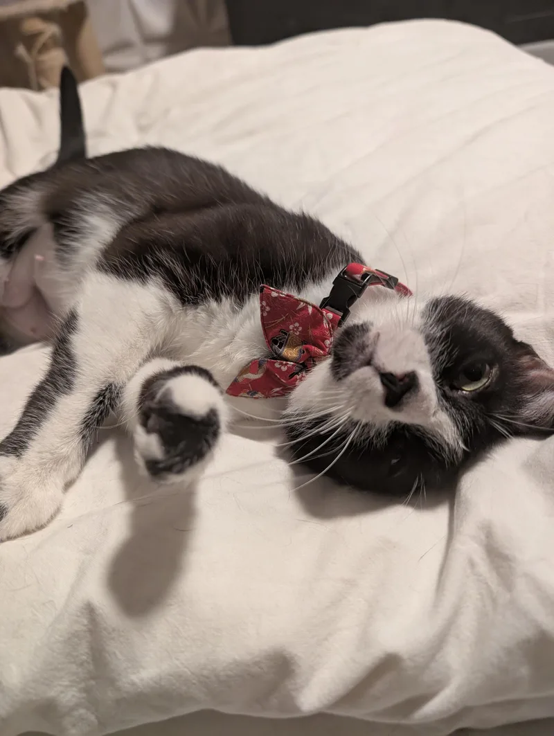 A young medium-sized female Black & White / Tuxedo Tuxedo cat named Misty for adoption in Los Altos Hills, CA