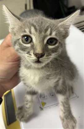 A baby small-sized female Domestic Short Hair cat named Brooklyn for adoption in Visalia, CA