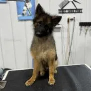 An adult medium-sized male German Shepherd Dog dog named Fin for adoption in New Ringgold, PA