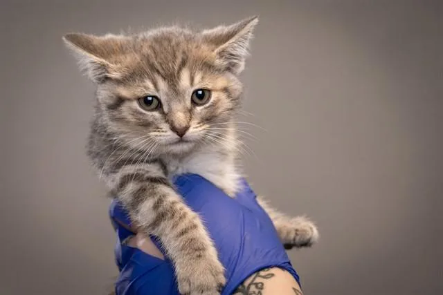 A baby small-sized female Domestic Medium Hair cat named Marshmallow for adoption in Belleville, IL