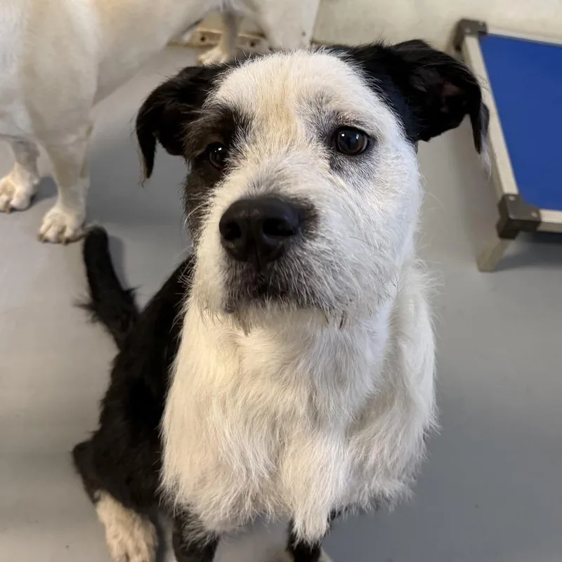 A young medium-sized male Black Wirehaired Terrier dog named Starsky for adoption in Kansas City, MO