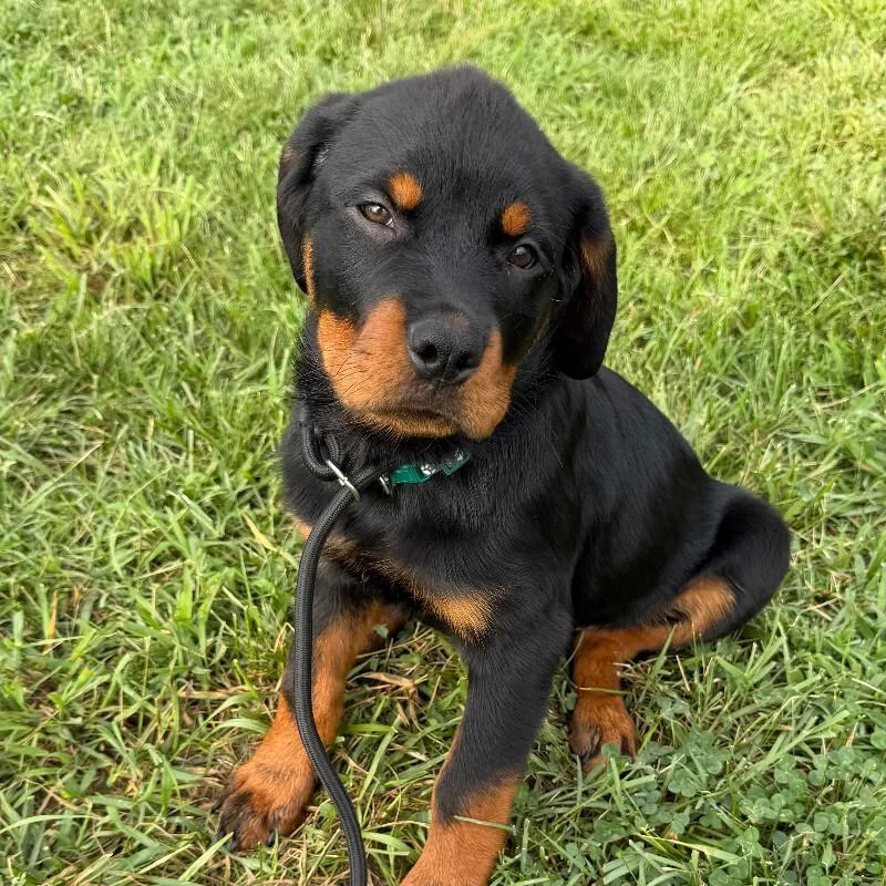 A baby medium-sized male Black Rottweiler dog named Oudie for adoption in Partlow, VA