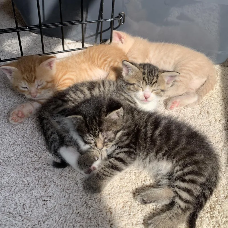A baby small-sized female Gray / Blue / Silver Domestic Short Hair cat named Po for adoption in Glenview, IL