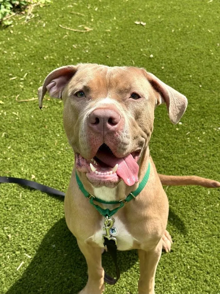 An adult large-sized male Yellow / Tan / Blond / Fawn Mixed Breed dog named Peace for adoption in Alexandria, VA