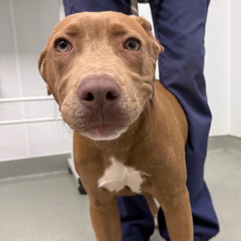 A young medium-sized female Yellow / Tan / Blond / Fawn Pit Bull Terrier dog named Arizona for adoption in Abilene, TX