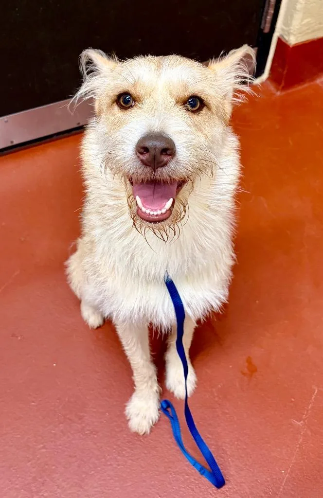 A young medium-sized male Jack Russell Terrier dog named Hutch for adoption in Douglasville, GA