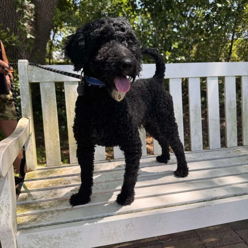 A senior small-sized male Black Poodle dog named Passion 'archie' for adoption in Houston, TX
