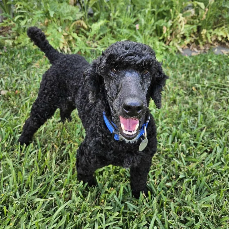 Passion 'archie' thumbnail 2